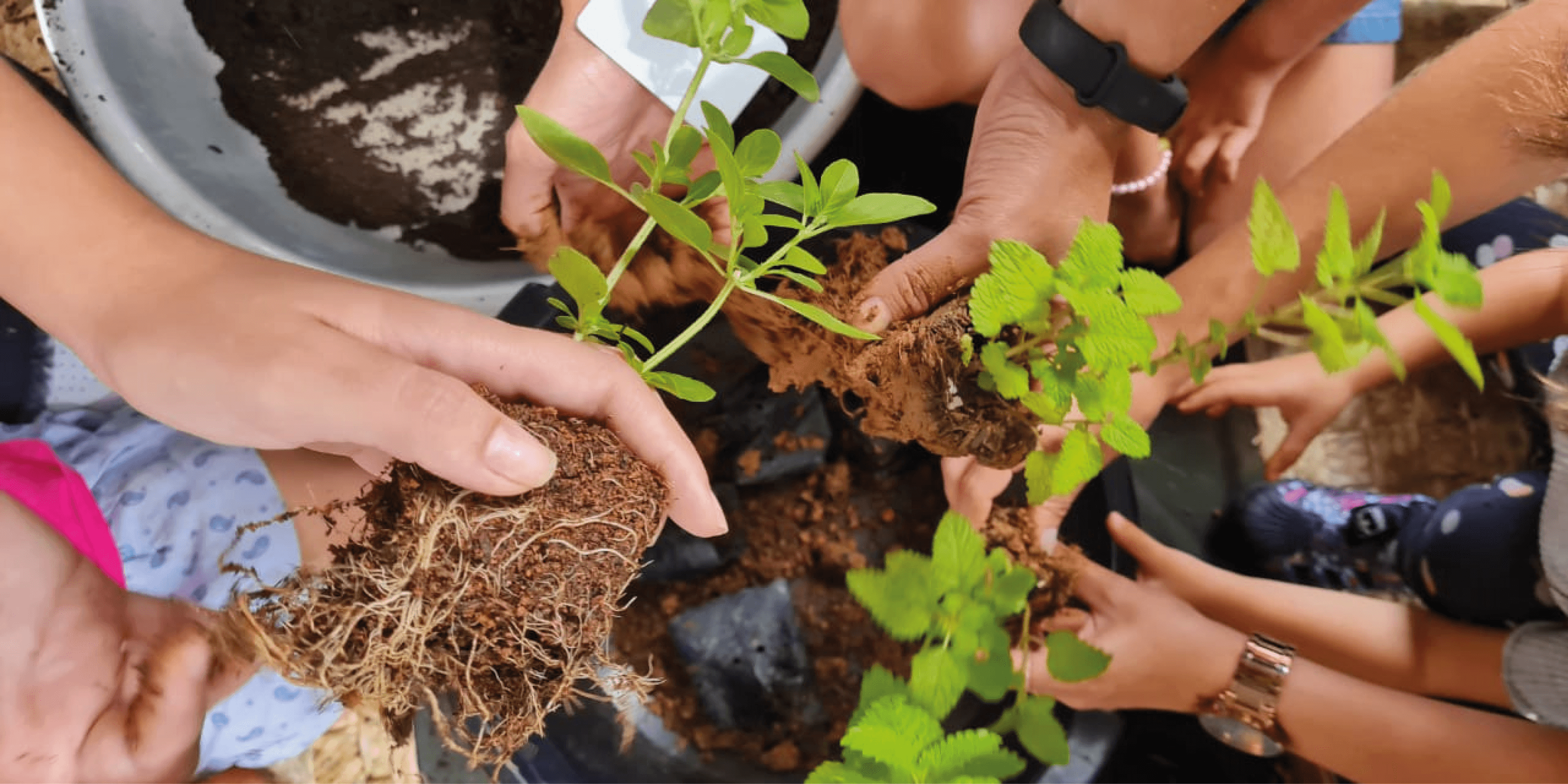 Cultivo: plantio de mudas, estacas e rizomas